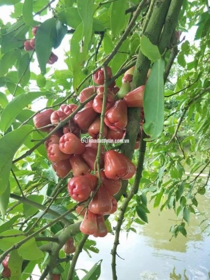 Gia Đình Cần Bán Gấp Lô Đất Vườn Trảng Bom 2800m2 Ngay Chợ Hưng Long